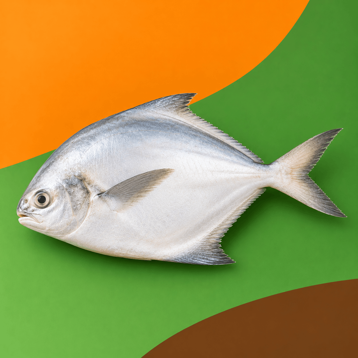 White Phomfret